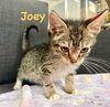 Joey