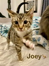 Joey