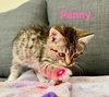 Penny