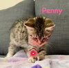 Penny