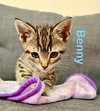 Benny