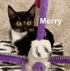 Merry