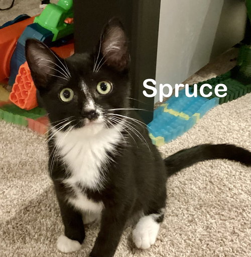 Spruce