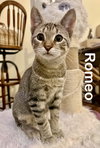 Romeo