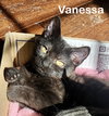 Vanessa