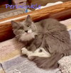 Periwinkle