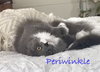 Periwinkle