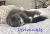 Periwinkle