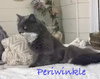 Periwinkle