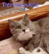 Periwinkle