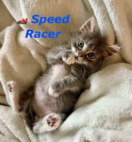 Speed Racer