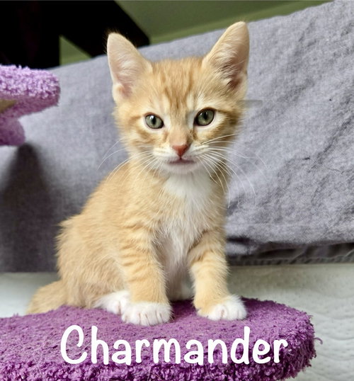 Charmander, Baby Domestic Short Hair / Mixed (short coat), cat for adoption in Manassas, Virginia