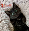 Lentil