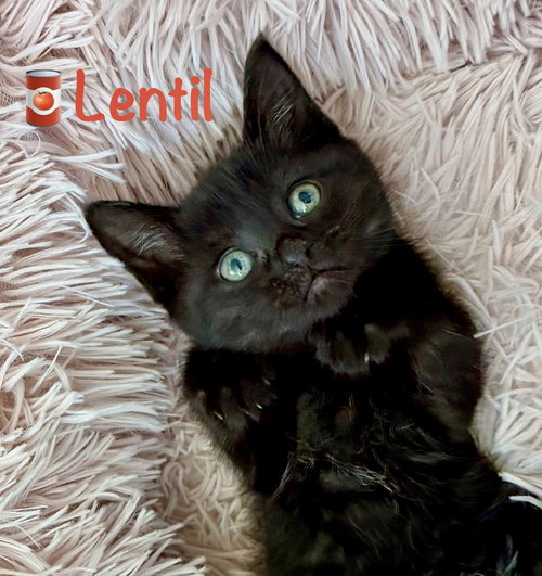 Lentil, Baby Domestic Short Hair / Mixed (short coat), cat for adoption in Manassas, Virginia