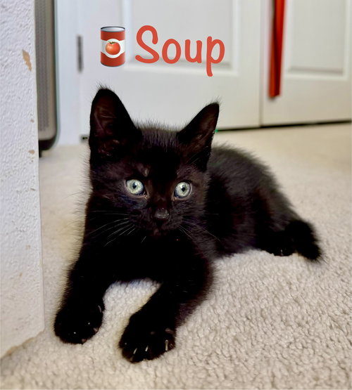 Soup, Baby Domestic Short Hair / Mixed (short coat), cat for adoption in Manassas, Virginia