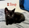 Soup
