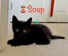 Soup