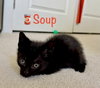 Soup