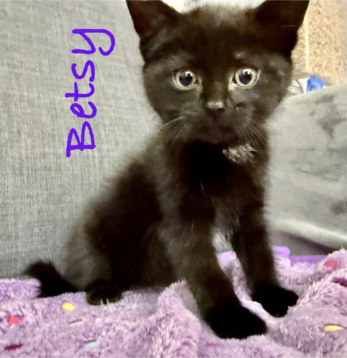 Betsy, Baby Domestic Short Hair / Mixed (short coat), cat for adoption in Manassas, Virginia