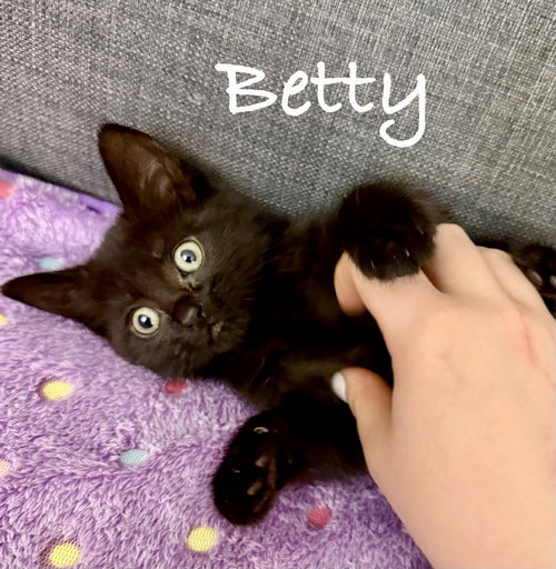 Betty, Baby Domestic Short Hair / Mixed (short coat), cat for adoption in Manassas, Virginia