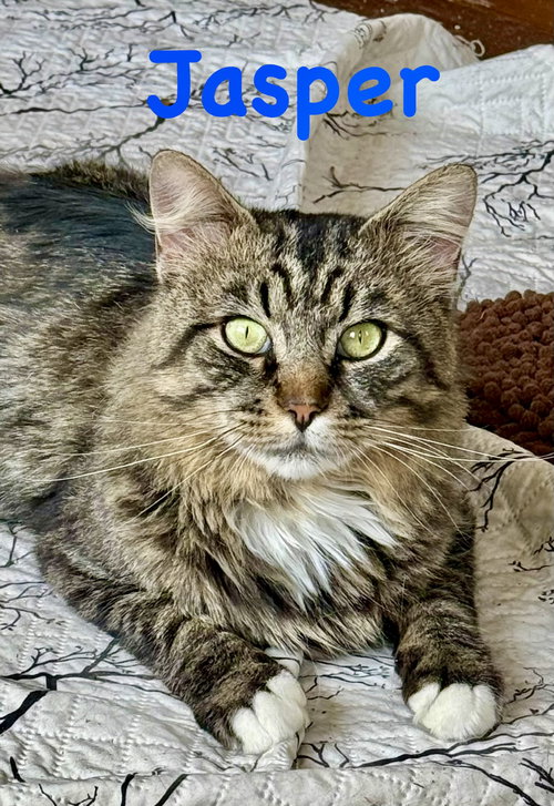 Jasper, Young Domestic Long Hair / Mixed (long coat), cat for adoption in Manassas, Virginia