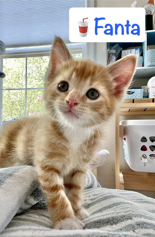 Fanta, Baby Domestic Short Hair / Mixed (short coat), cat for adoption in Manassas, Virginia
