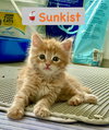 Sunkist