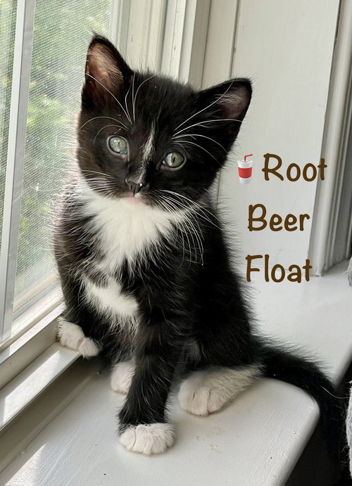 Root Beer Float, Baby Domestic Short Hair / Mixed (short coat), cat for adoption in Manassas, Virginia