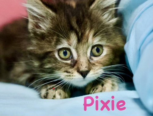 Pixie