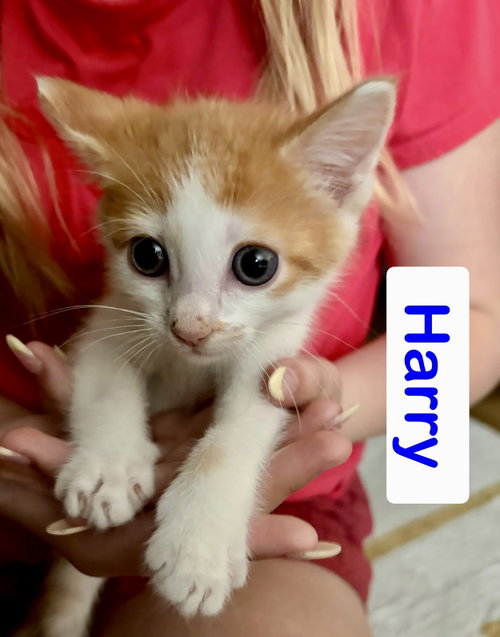Harry, Baby Domestic Short Hair / Mixed (short coat), cat for adoption in Centreville, Virginia