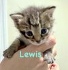 Lewis