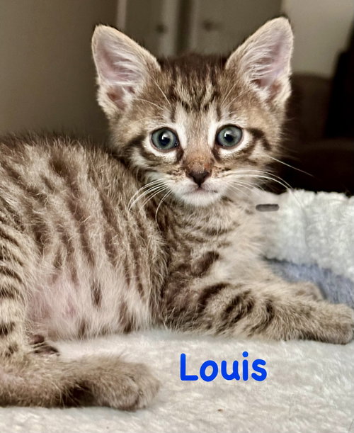 Louis, Baby Domestic Short Hair / Mixed (short coat), cat for adoption in Bowie, Maryland