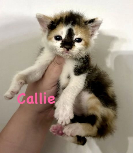 Callie, Baby Domestic Short Hair / Mixed (short coat), cat for adoption in Centreville, Virginia