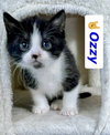 Ozzy