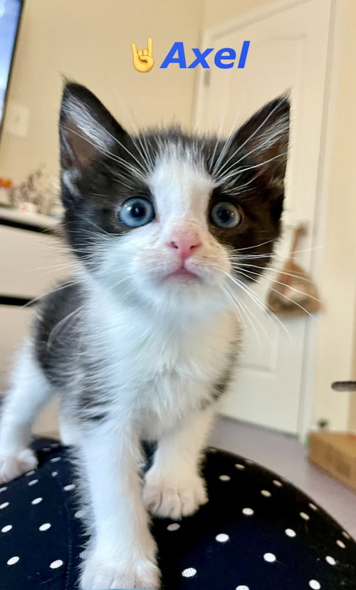 Axel, Baby Domestic Short Hair / Mixed (short coat), cat for adoption in Centreville, Virginia