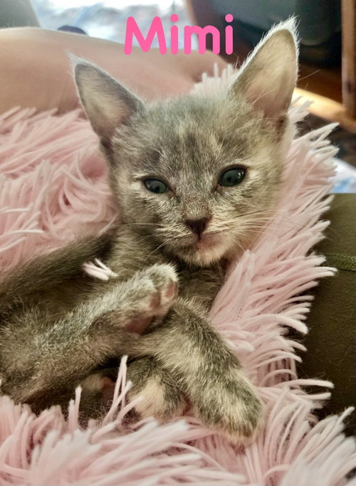 Mimi, Baby Domestic Short Hair / Mixed (short coat), cat for adoption in Centreville, Virginia