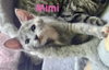 Mimi