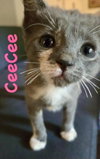 CeeCee
