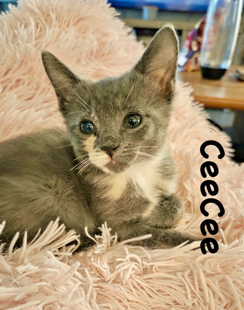 CeeCee, Baby Domestic Short Hair / Mixed (short coat), cat for adoption in Centreville, Virginia
