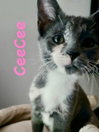 CeeCee