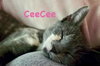 CeeCee