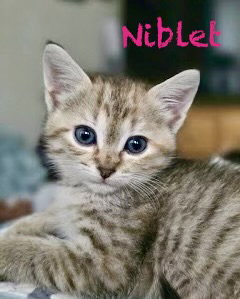 Niblet, Baby Domestic Short Hair / Mixed (short coat), cat for adoption in Centreville, Virginia