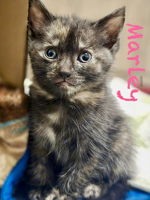 Marley, Baby Domestic Short Hair / Mixed (short coat), cat for adoption in Manassas, Virginia