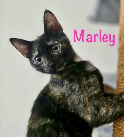 Marley