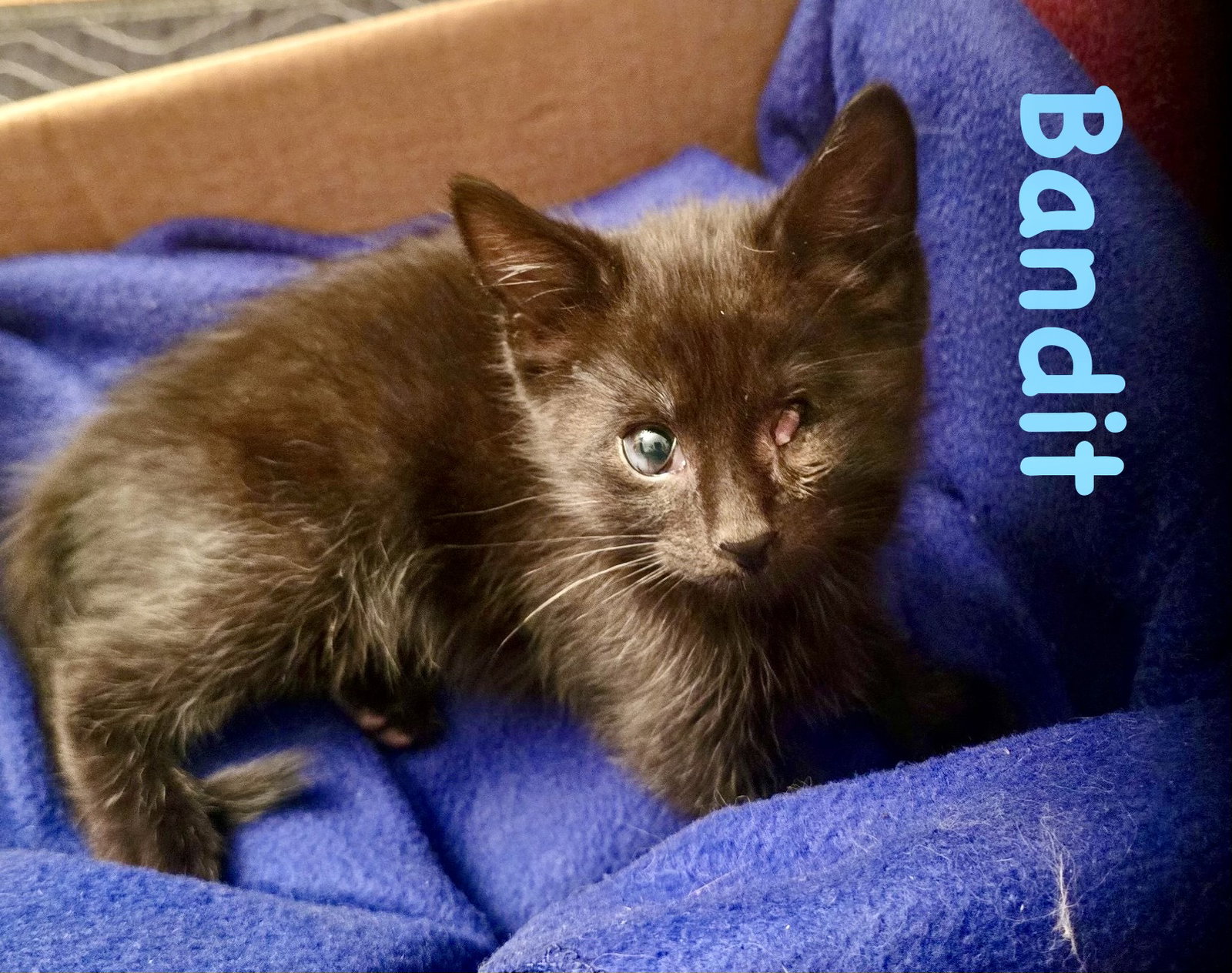 Bandit (Bonded with Aurora), photo 7