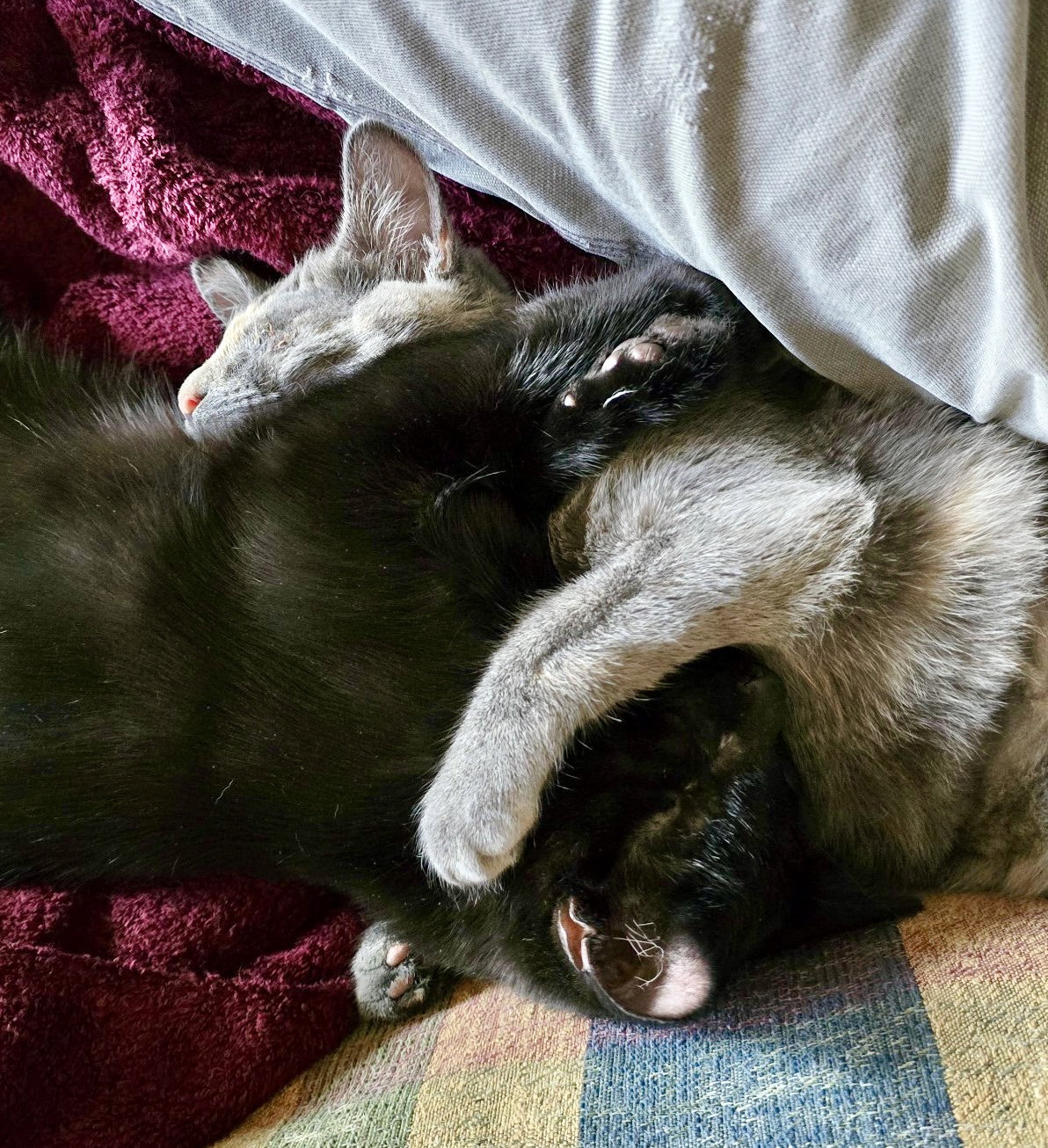 Bandit (Bonded with Aurora), cat