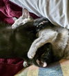 Bandit (Bonded with Aurora)