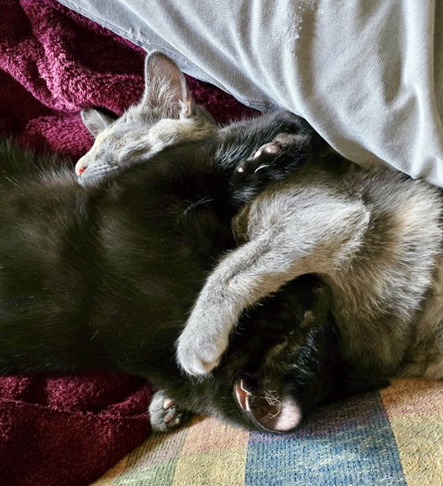 Bandit (Bonded with Aurora)