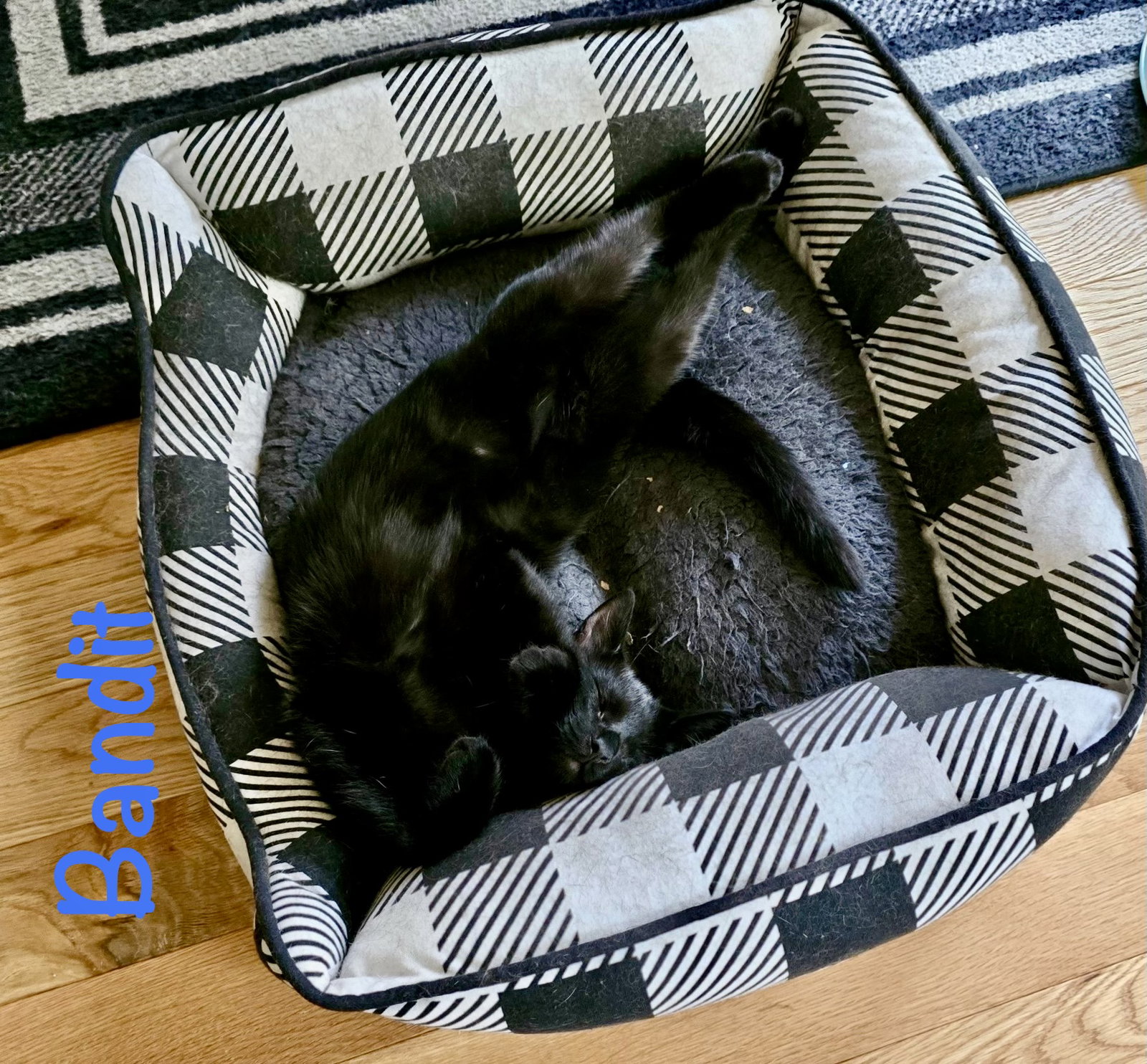 Bandit (Bonded with Aurora), photo 2