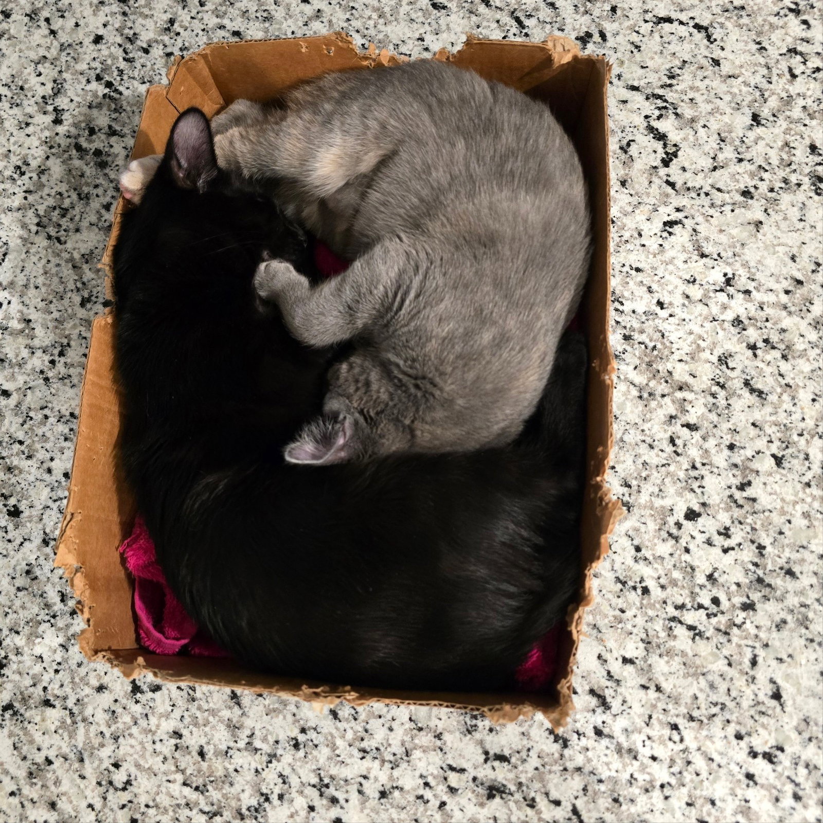 Bandit (Bonded with Aurora), photo 6